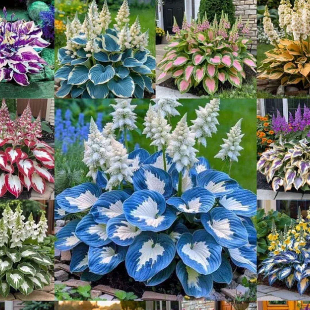 Shade-Tolerant and Cold-Hardy Hosta Flowers 6a4mhe-0u