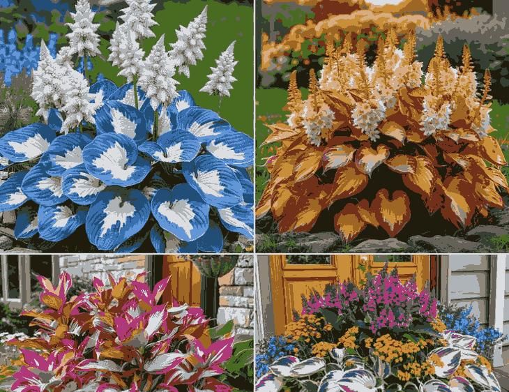 Shade-Tolerant and Cold-Hardy Hosta Flowers 6a4mhe-0u